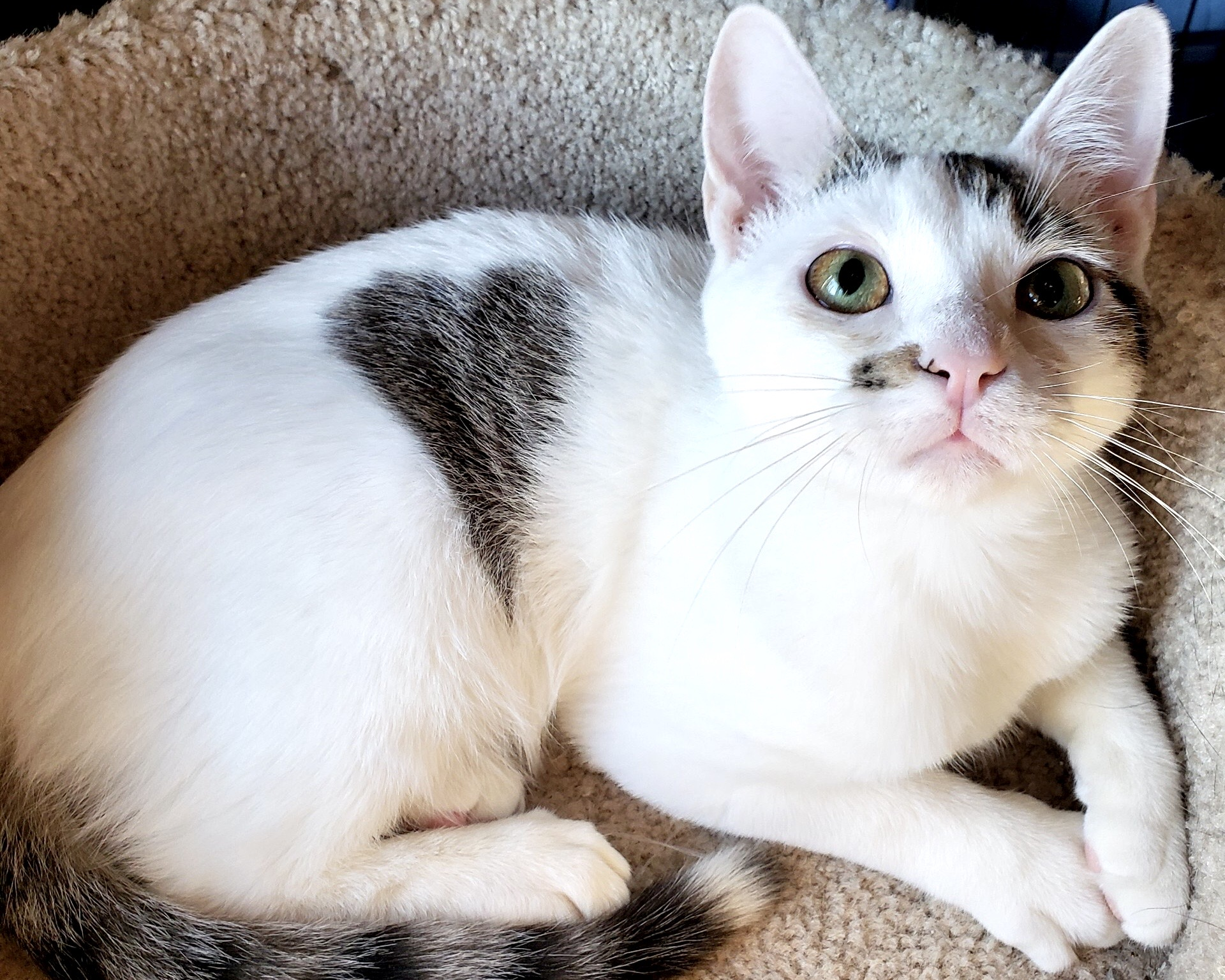 white cat with a black heart marking looking up